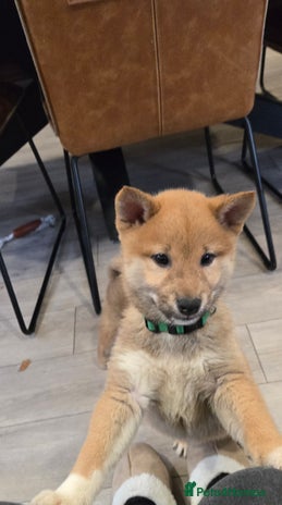 Japanese Shiba Inu dogs Gorgeous Shibas - Advert 3