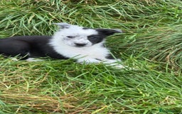 Border Collie dogs for sale: Border collie pups - Image 6