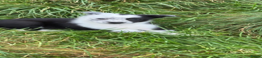 Border Collie Puppy 3