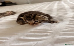 Siamese cats for sale: Lynx point Siamese  - Image 14
