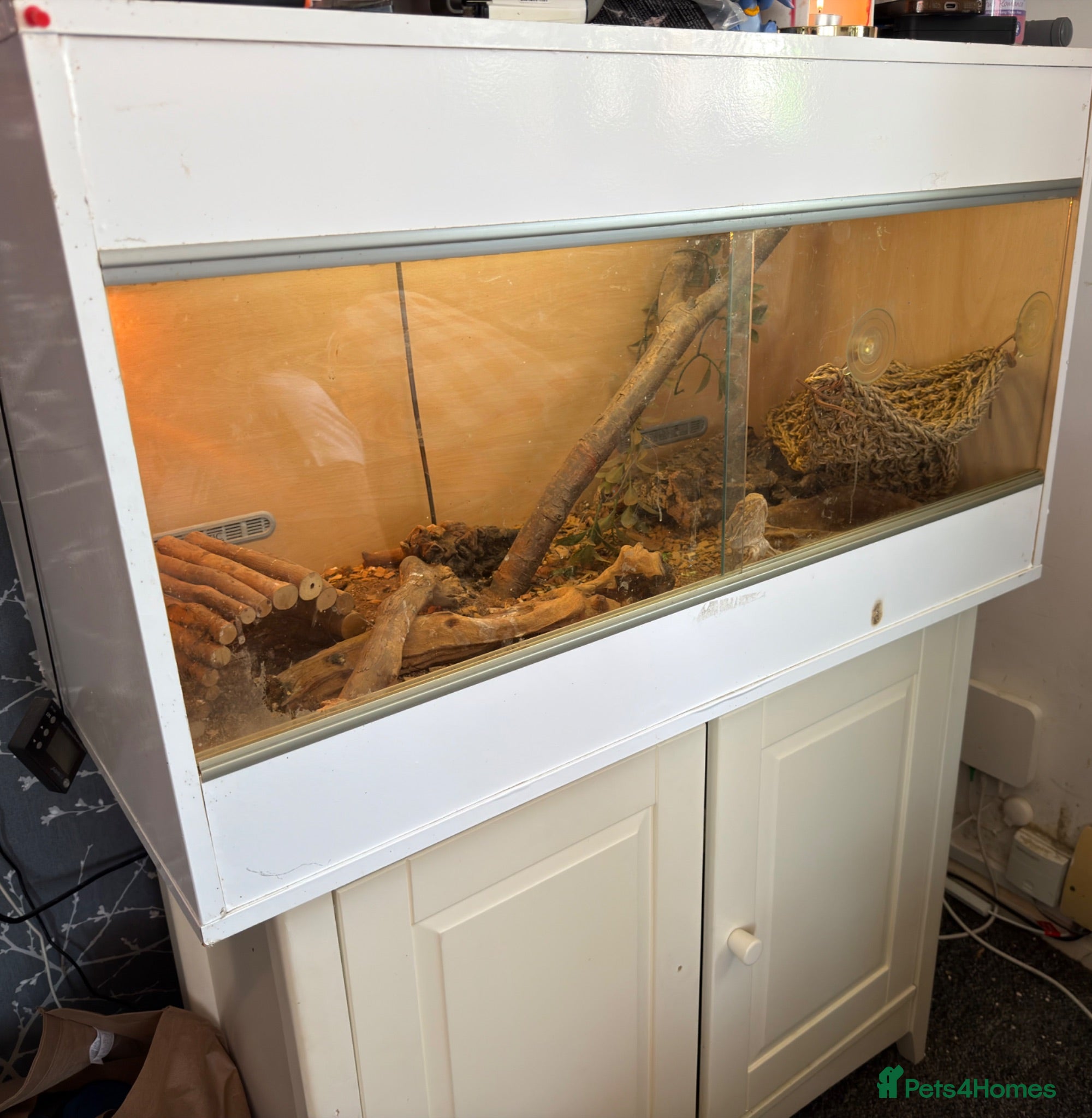 Bearded Dragon reptiles Bearded dragon with vivarium  - Advert 2