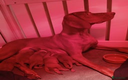 Hungarian Vizsla dogs for sale: CHAMPION BRED KC HUNGARIAN VIZSLAS - Image 9