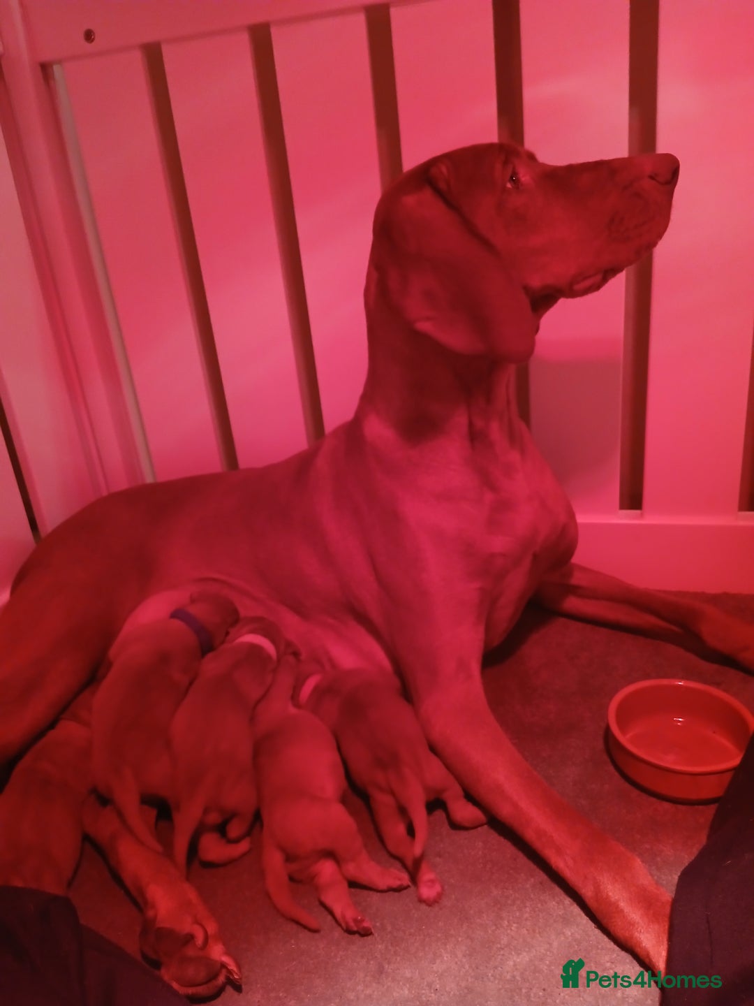 Hungarian Vizsla dogs for sale: CHAMPION BRED KC HUNGARIAN VIZSLAS - Image 9