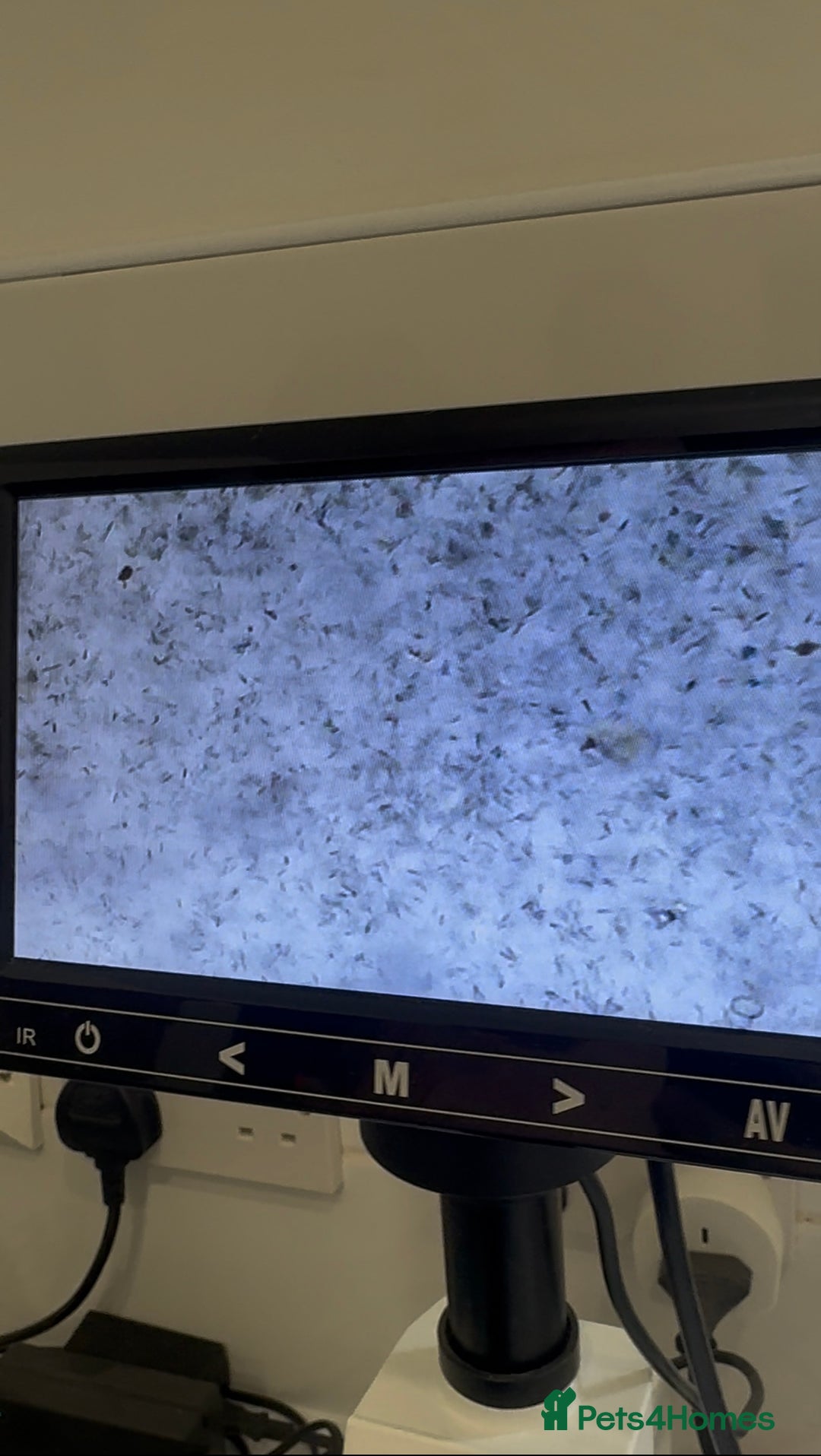 French Bulldog dogs for stud: STUD Available  - Advert 4