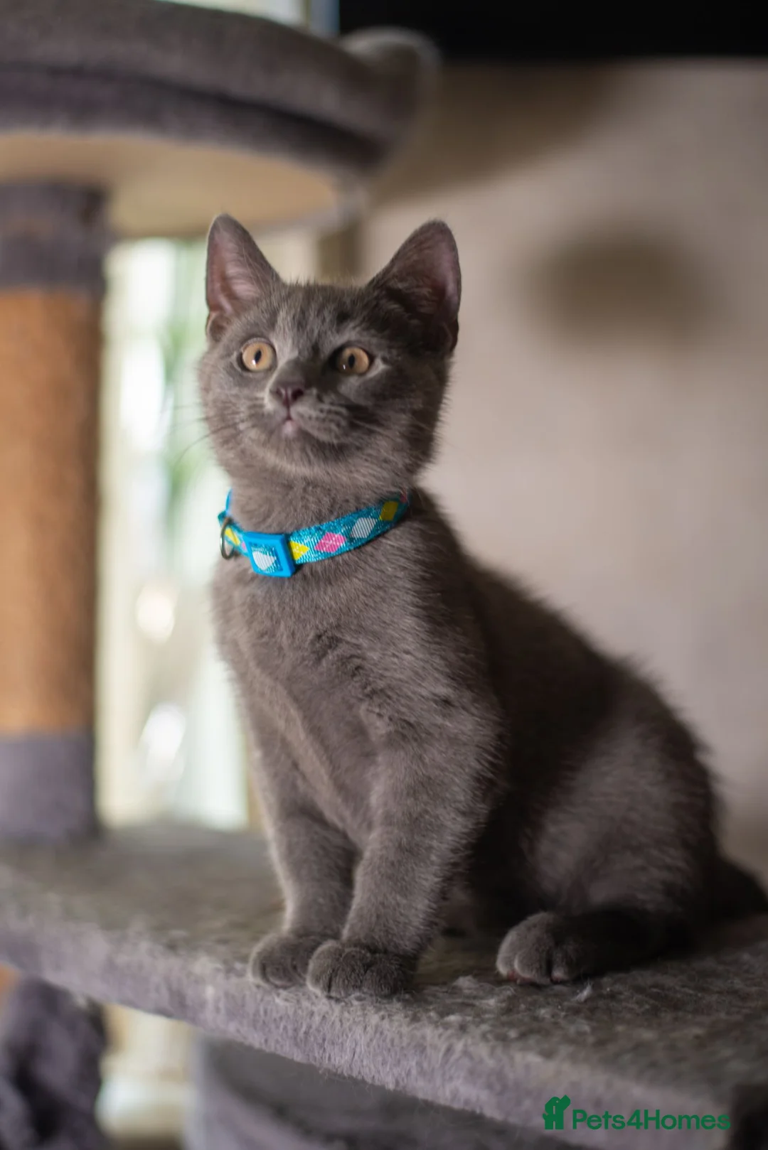 British Shorthair cats for sale: British shorthair kittens  - Advert 2