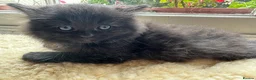 Perdoll cats for sale: ✨ Stunning & Rare Persian x Ragdoll  ✨  in London - Advert 17