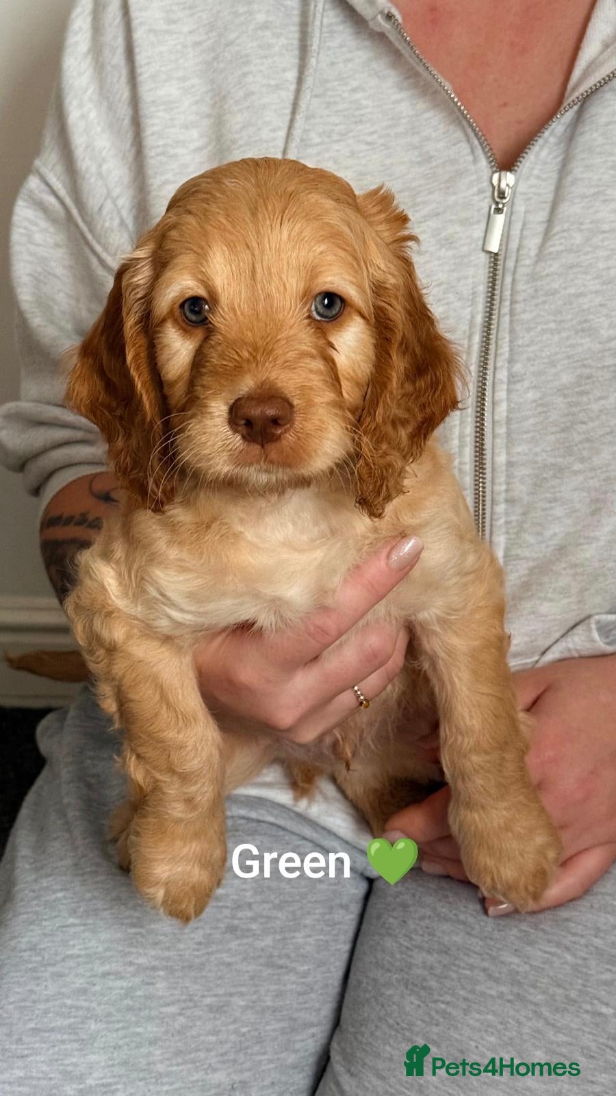 Cockapoo dogs for sale: Beautiful Cockapoo Puppies🐾 - Advert 14