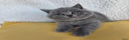 British Shorthair cats for sale: BEAUTIFUL BRITISH SHORTHAIR KITTENS  - Advert 20