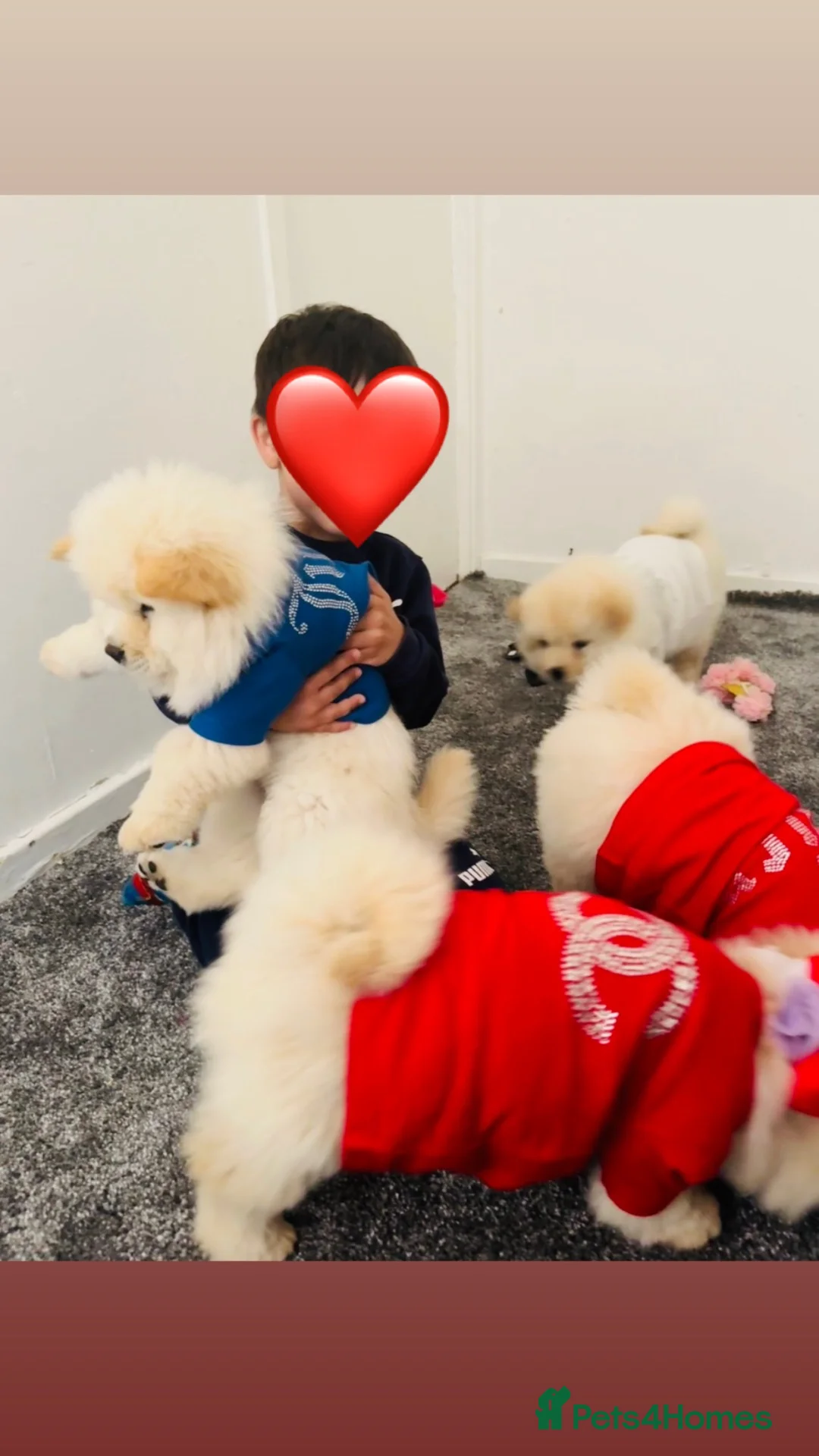 Chow Chow dogs for sale: Chow chow puppies  - Advert 2