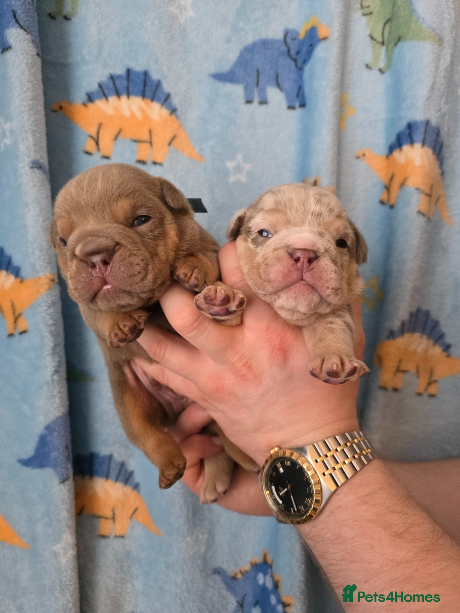 English Bulldog dogs Kc british bulldog pups - Advert 7