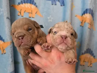 English Bulldog dogs Kc british bulldog pups - Advert 7