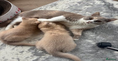 British Shorthair cats - Advert 1