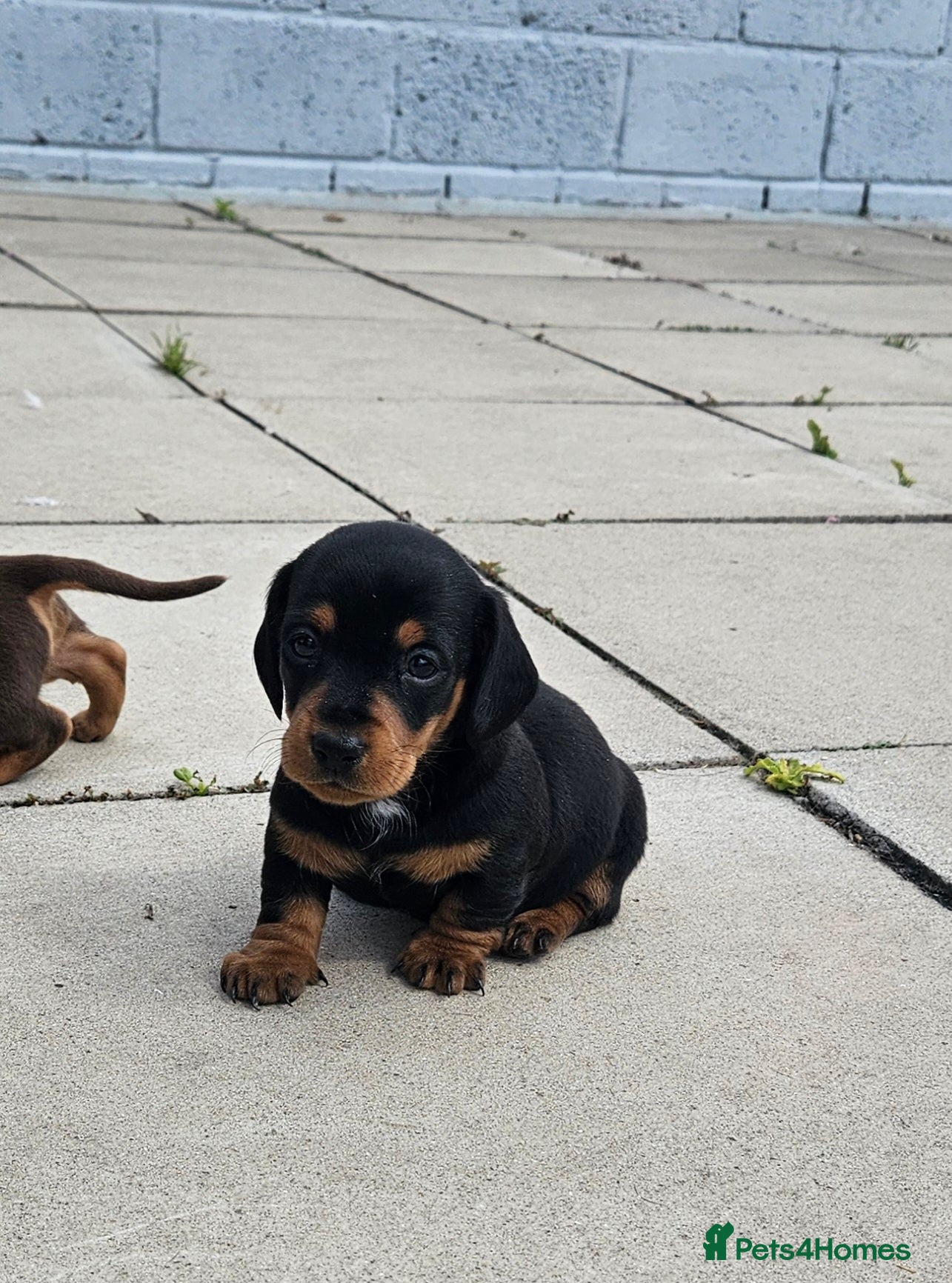 Miniature Dachshund dogs Miniature dachshund puppies  - Advert 1