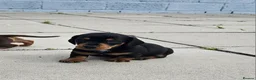 Miniature Dachshund dogs for sale: Miniature dachshund puppies  - Advert 1