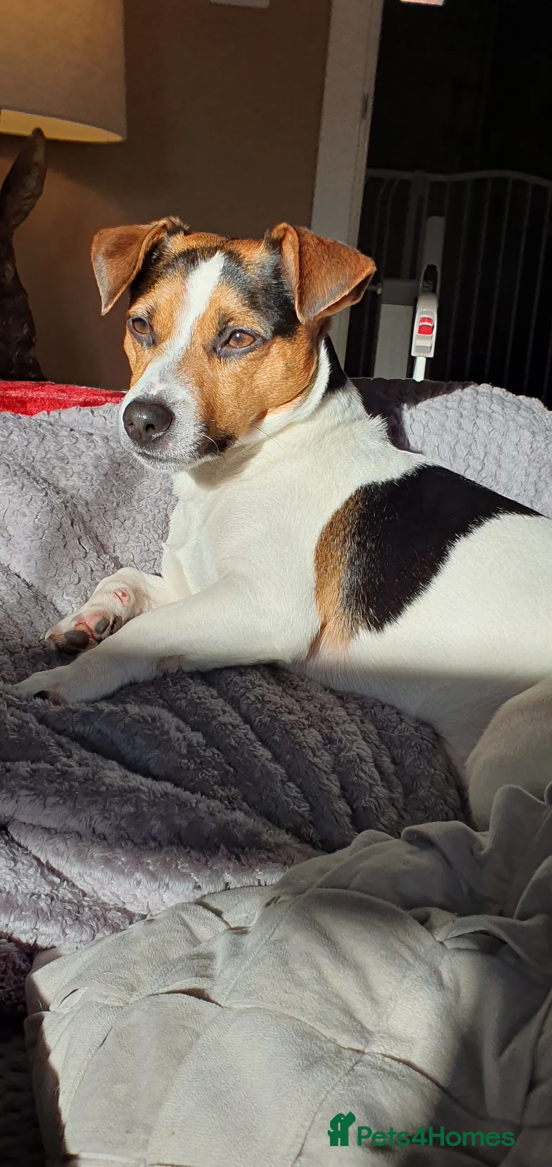 Jack Russell dogs for stud: Proven Short leg mini Jack Russell for stud in Gloucester - Advert 2