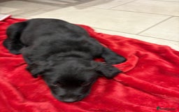 Mixed Breed dogs for sale: Rare black golden cocker puppies - Image 8