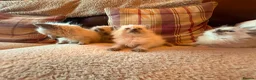 Ragdoll cats for sale: Beautiful Ragdol Kittens - Advert 17