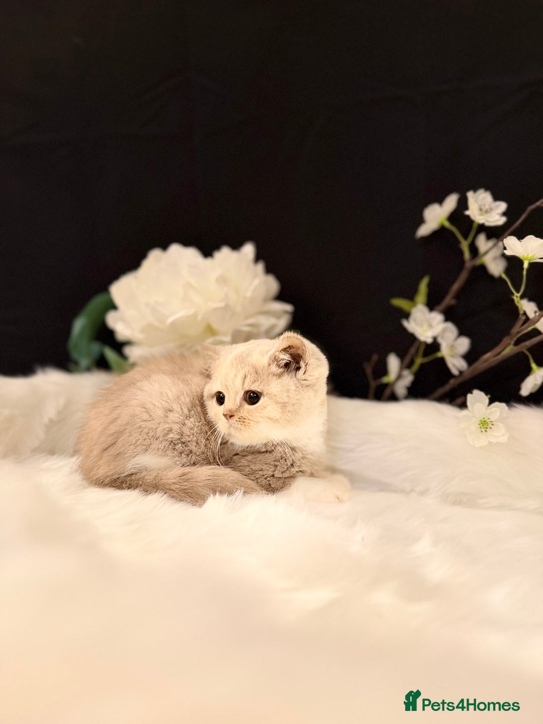 British Shorthair cats for sale: Full Pedigree Registered BSH - Advert 26