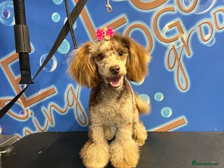 Poodle dogs Proven Stunning Chocolate Merle Toy Poodle in Doncaster - Advert 5