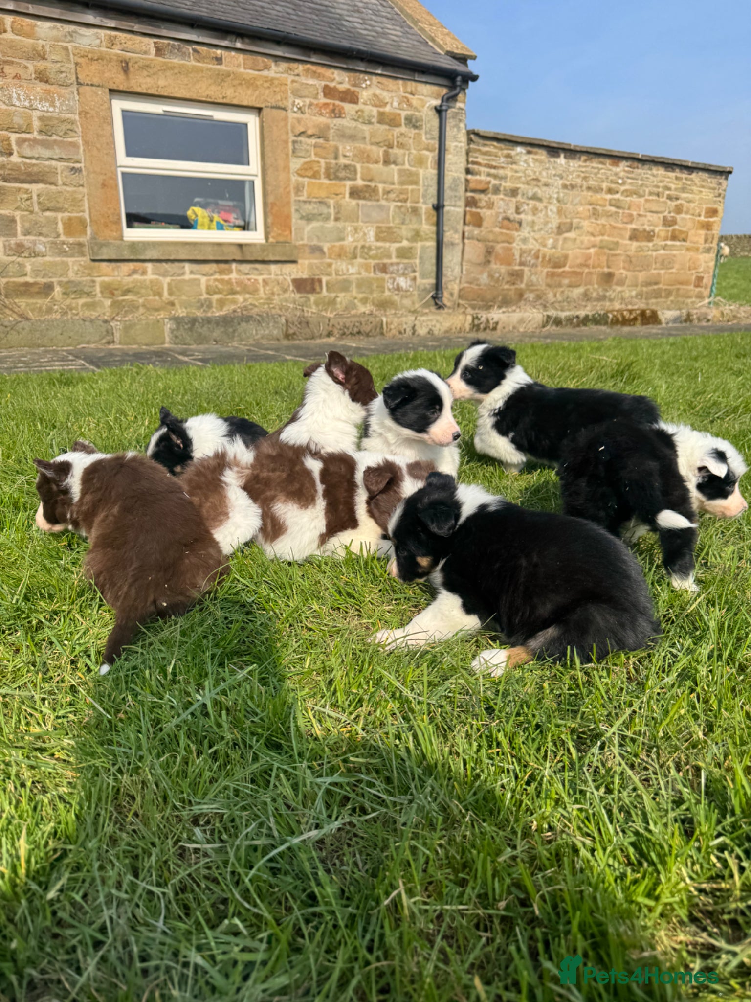 Border Collie dogs STUNNING LITTER OF 8 BORDER COLLIE PUPPYS  - Advert 1