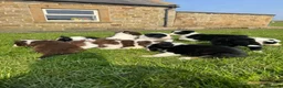 Border Collie dogs for sale: STUNNING LITTER OF 8 BORDER COLLIE PUPPYS  - Advert 1