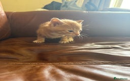 Domestic Shorthair cats for sale: 3 tabby 2 ginger - Image 2