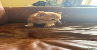 Domestic Shorthair cats - Advert 4