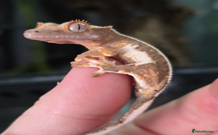 Gecko reptiles - Advert 6