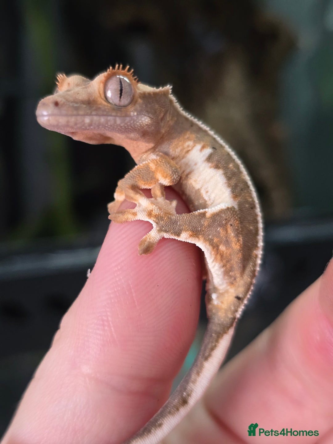 Gecko reptiles for sale: Crested geckos  - Image 1