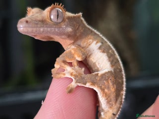 Gecko reptiles - Advert 17