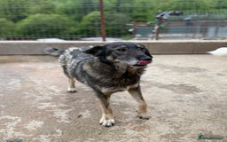Mixed Breed dogs for adoption: Pepper is looking for a family  - Image 9