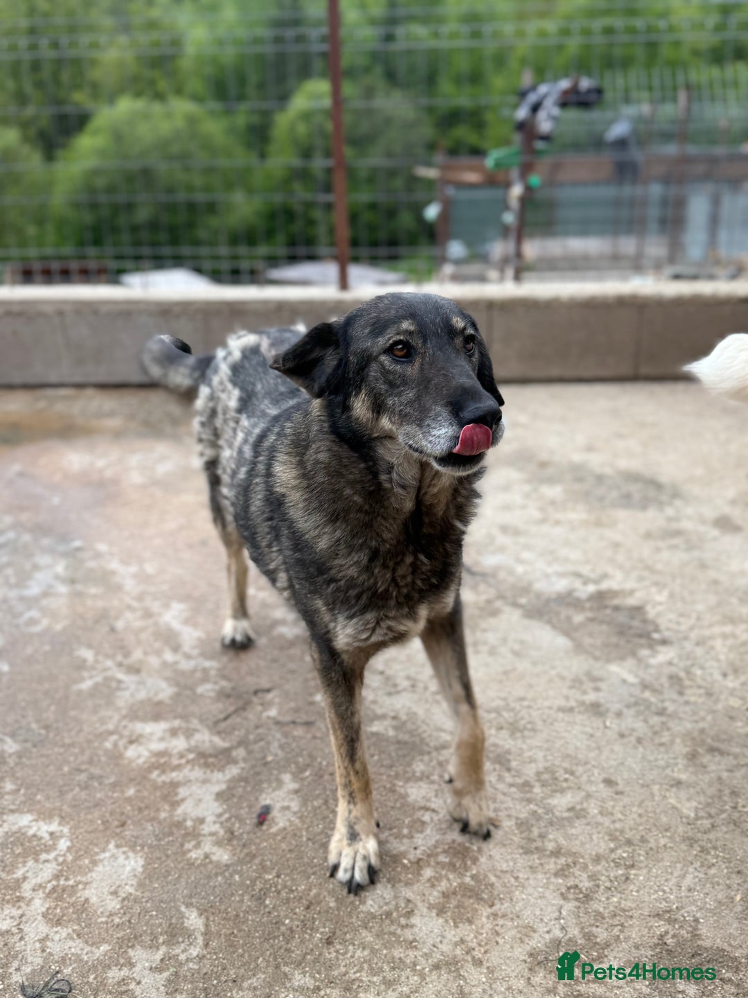 Mixed Breed dogs for adoption: Pepper is looking for a family  - Image 9