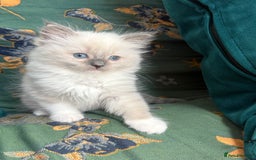 Ragdoll cats for sale: Ragdoll Kitten  - Image 5