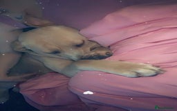 Cane Corso dogs for sale: 3 year old cane corso - Image 2