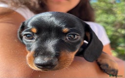 Miniature Dachshund dogs for sale: Miniature dachshund 3 boys 1 girl  - Image 8