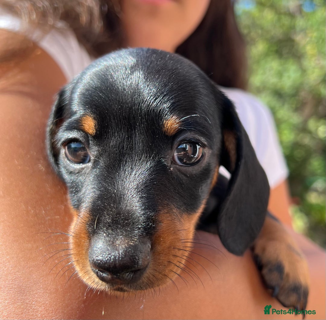 Miniature Dachshund dogs for sale: Miniature dachshund 3 boys 1 girl  - Image 8