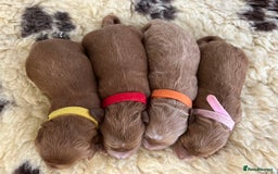 Cockapoo dogs for sale: F1 Cockapoos from health tested parents  - Image 9