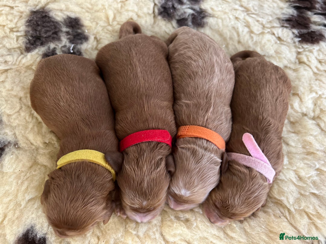 Cockapoo dogs for sale: F1 Cockapoos from health tested parents  - Image 9