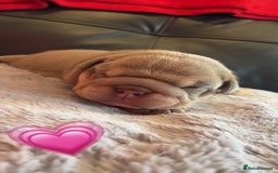 English Bulldog dogs for stud: Chocolate and tan stud includes 2 ai in Walsall - Image 24