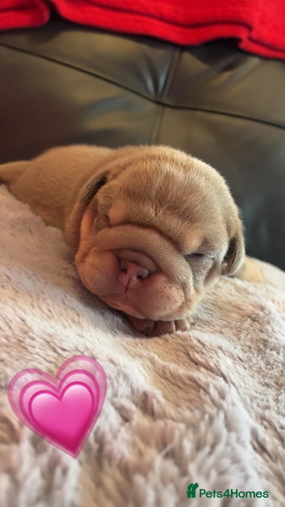 English Bulldog dogs for stud: Chocolate and tan stud includes 2 ai in Walsall - Image 24