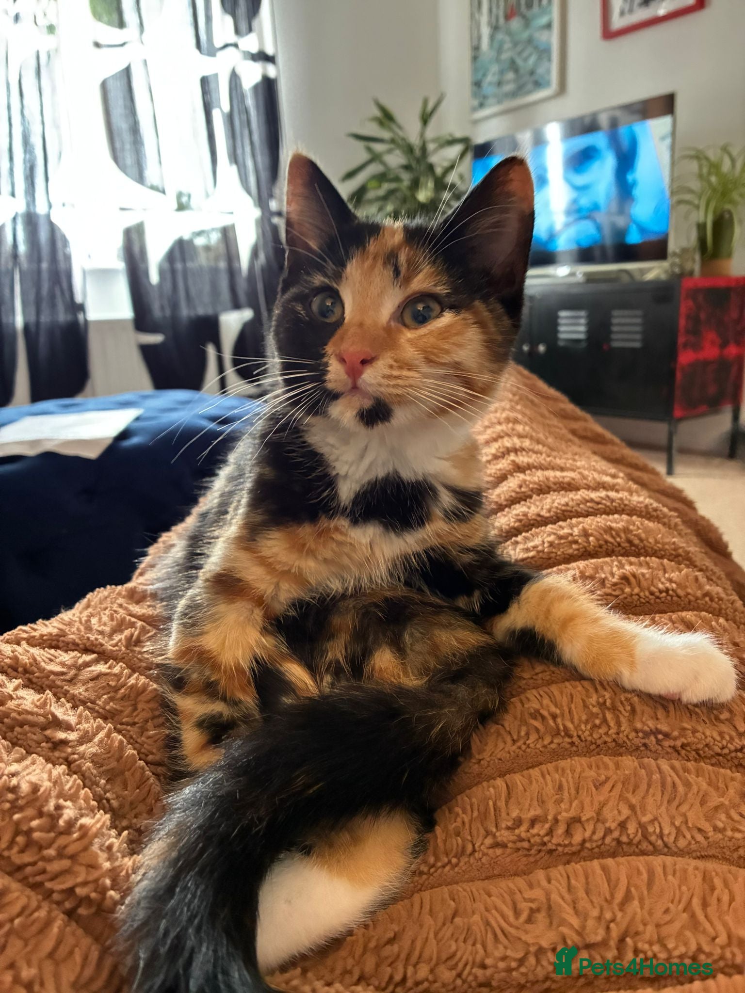Mixed Breed cats Adorable Calico kittens - Advert 1