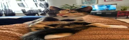 Mixed Breed cats for sale: Adorable Calico kittens in Salisbury - Advert 1