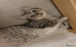 Mixed Breed cats for sale: Bsh kitten and Persian cat  in Manchester - Image 1