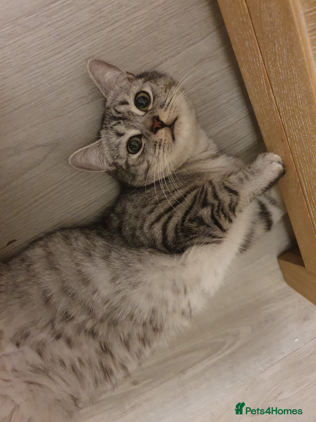 Mixed Breed cats for sale: Bsh kitten and Persian cat  in Manchester - Image 1