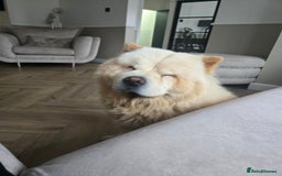 Chow Chow dogs for sale: Bear the chow chow - Image 13