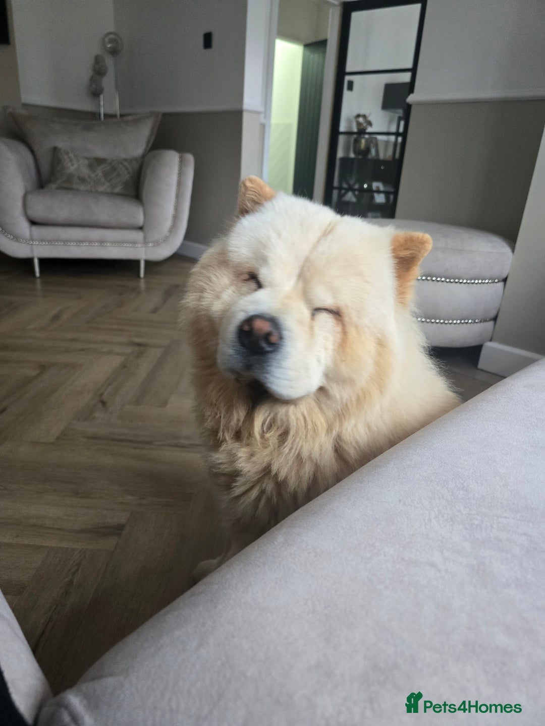 Chow Chow dogs for sale: Bear the chow chow - Image 13