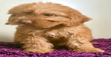 Cockapoo dogs - Advert 3