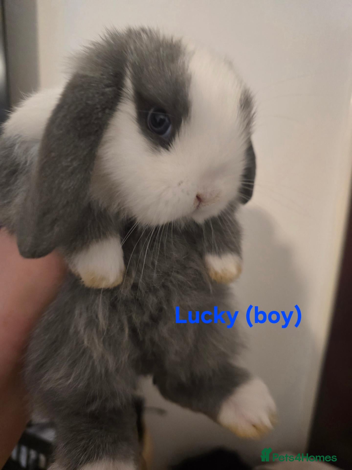 Mini Lop rabbits Mini lop babies x2 boys - Advert 1