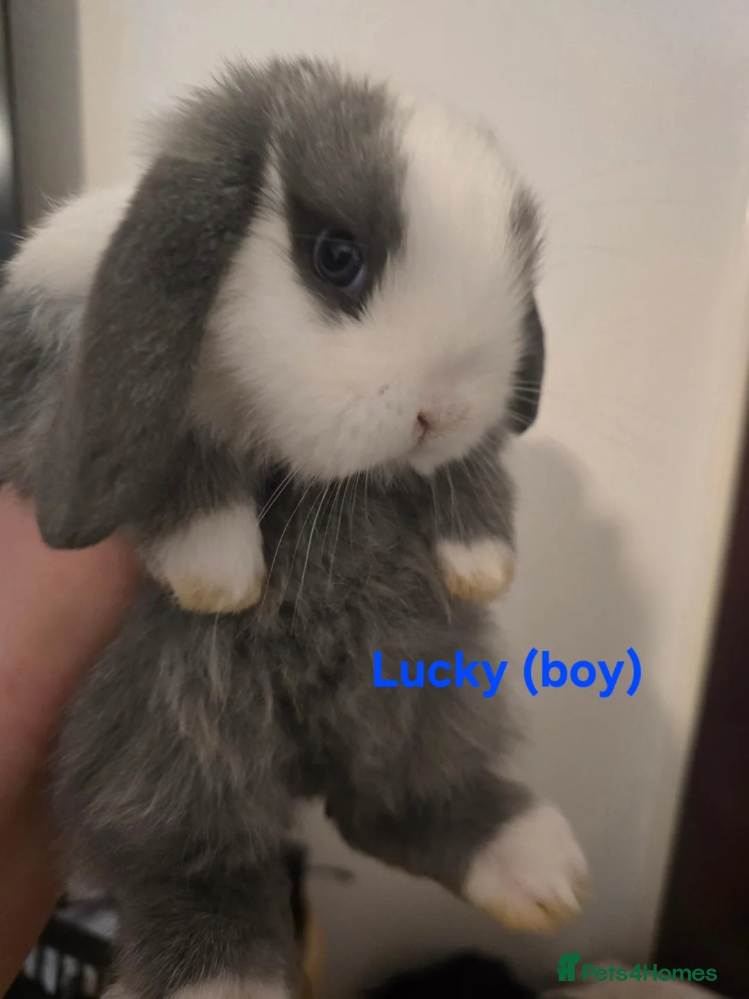 Mini Lop rabbits for sale: Mini lop babies x2 boys - Advert 1