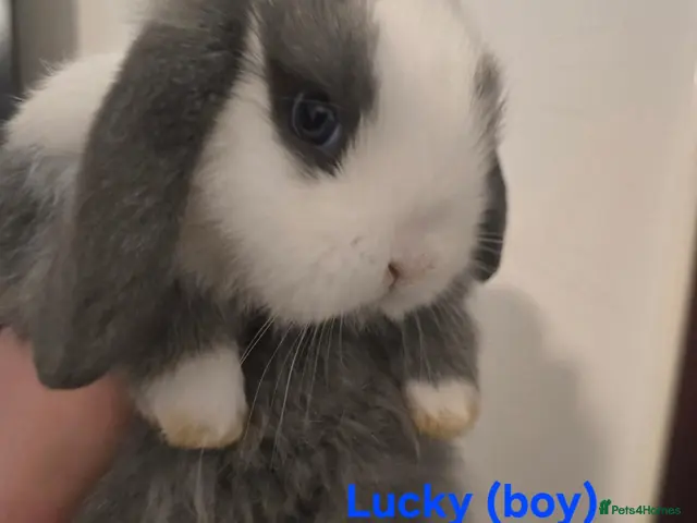 Mini Lop rabbits for sale: Mini lop babies x2 boys - Advert 1